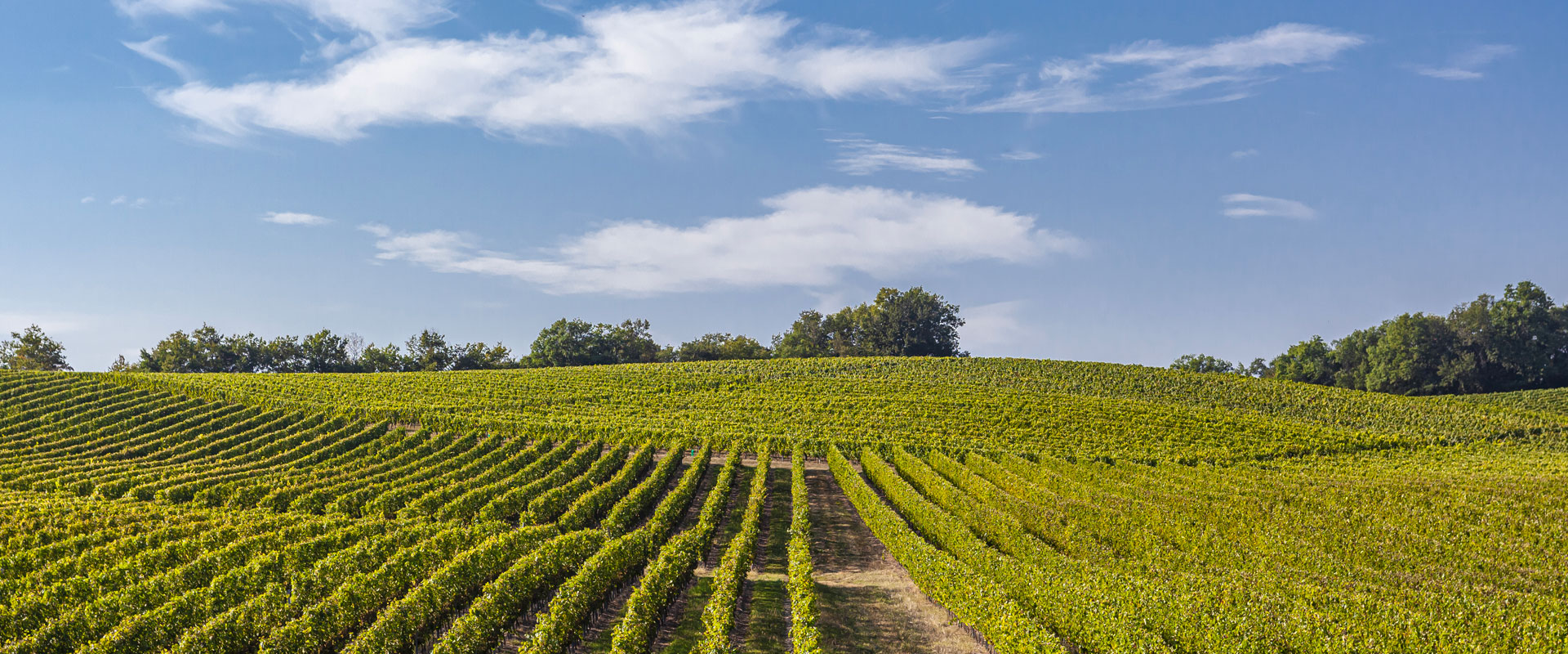 Camille Espigat photos Viticulture / Agriculture