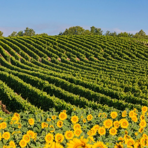 Domaine-Laffitte-Teston