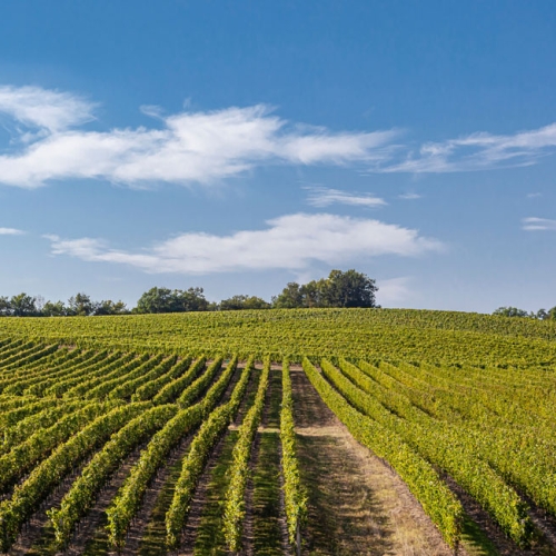 domaine-viticole