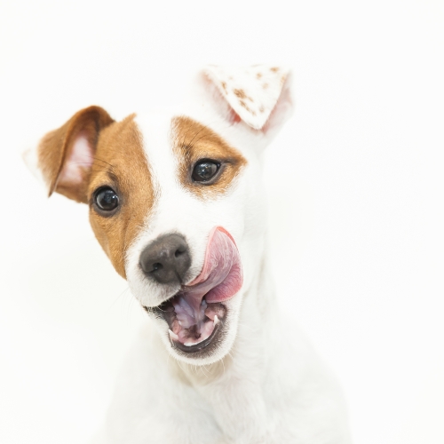 portrait chien Tarbes