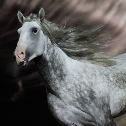 spectacle equestre