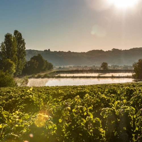 vignes-du-sud-ouest